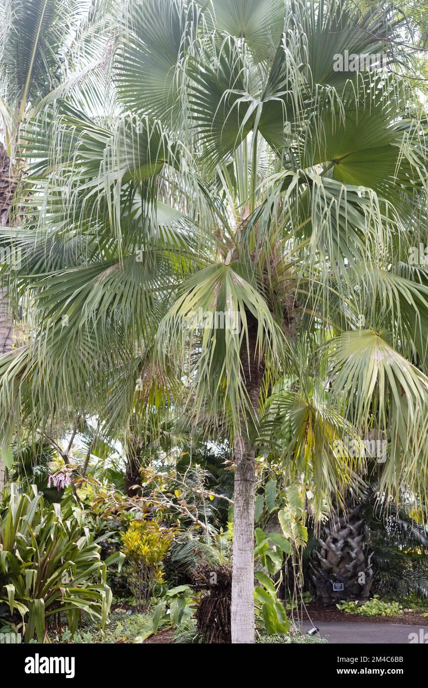 Palm Livistona Chinensis - View 19 from www redcrocus com