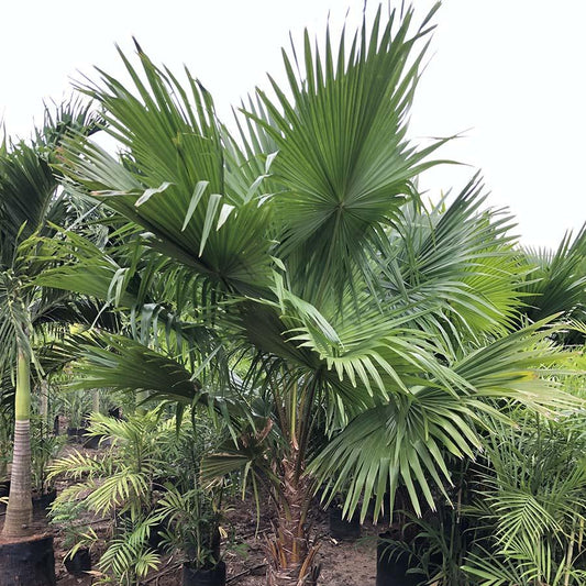 Palm Livistona Chinensis - View 1 from www redcrocus com