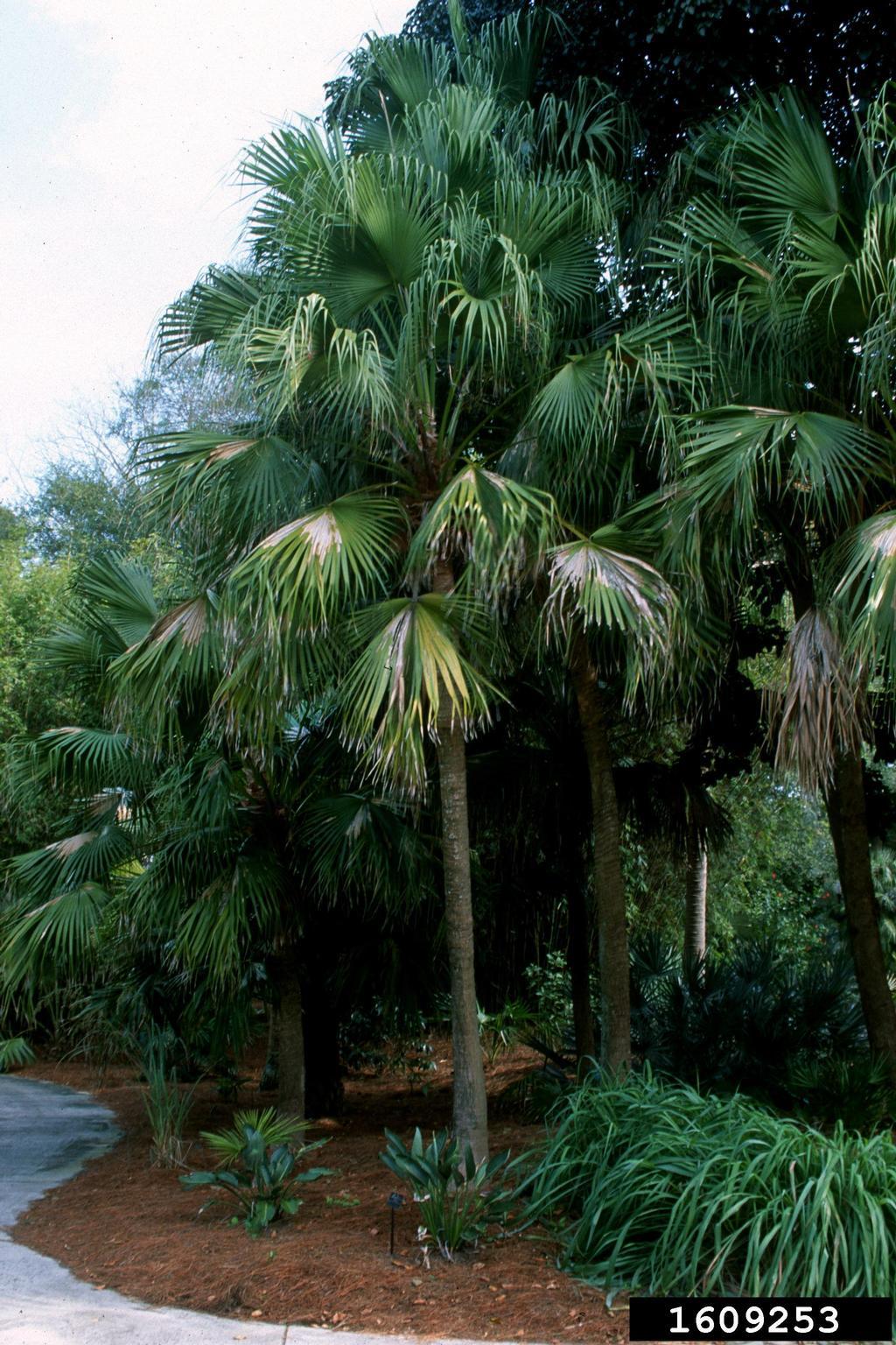 Palm Livistona Chinensis - View 20 from www redcrocus com