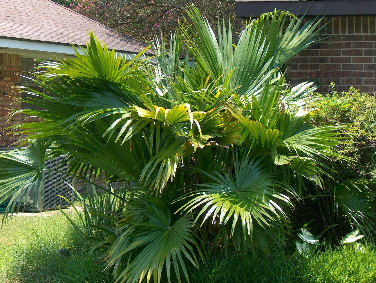 Palm Livistona Chinensis - View 3 from www redcrocus com
