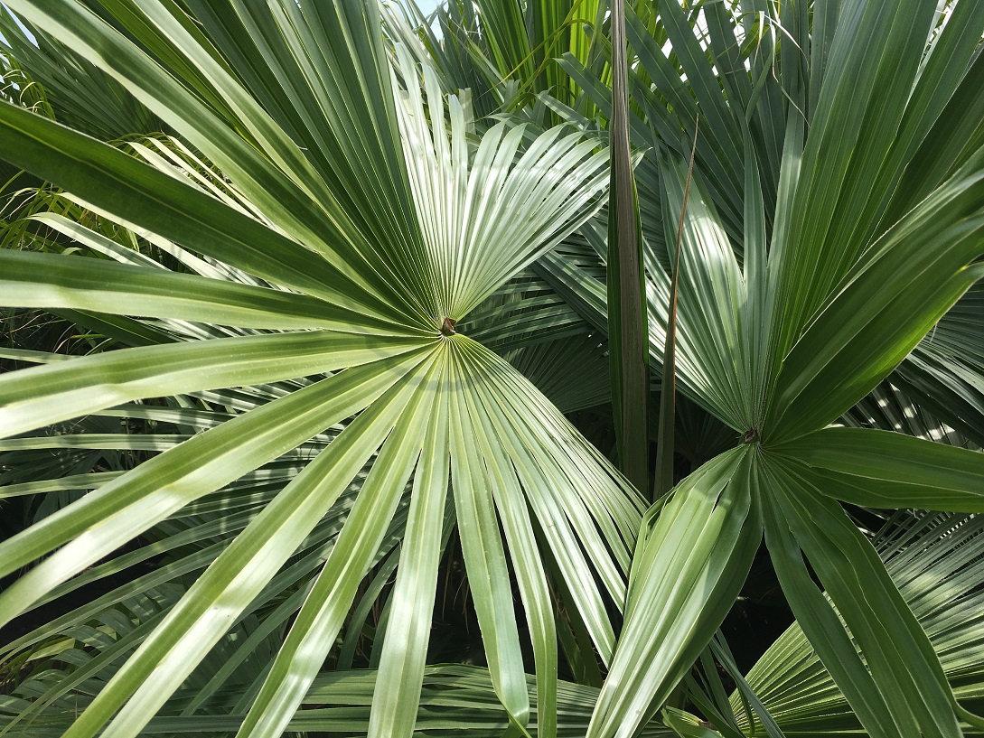 Palm Livistona Chinensis - View 4 from www redcrocus com