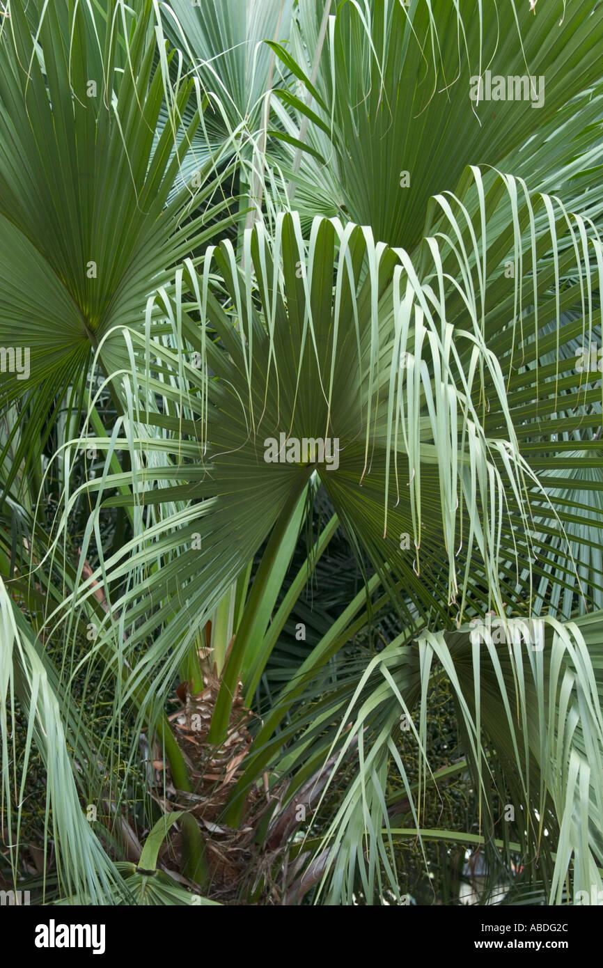 Palm Livistona Chinensis - View 5 from www redcrocus com