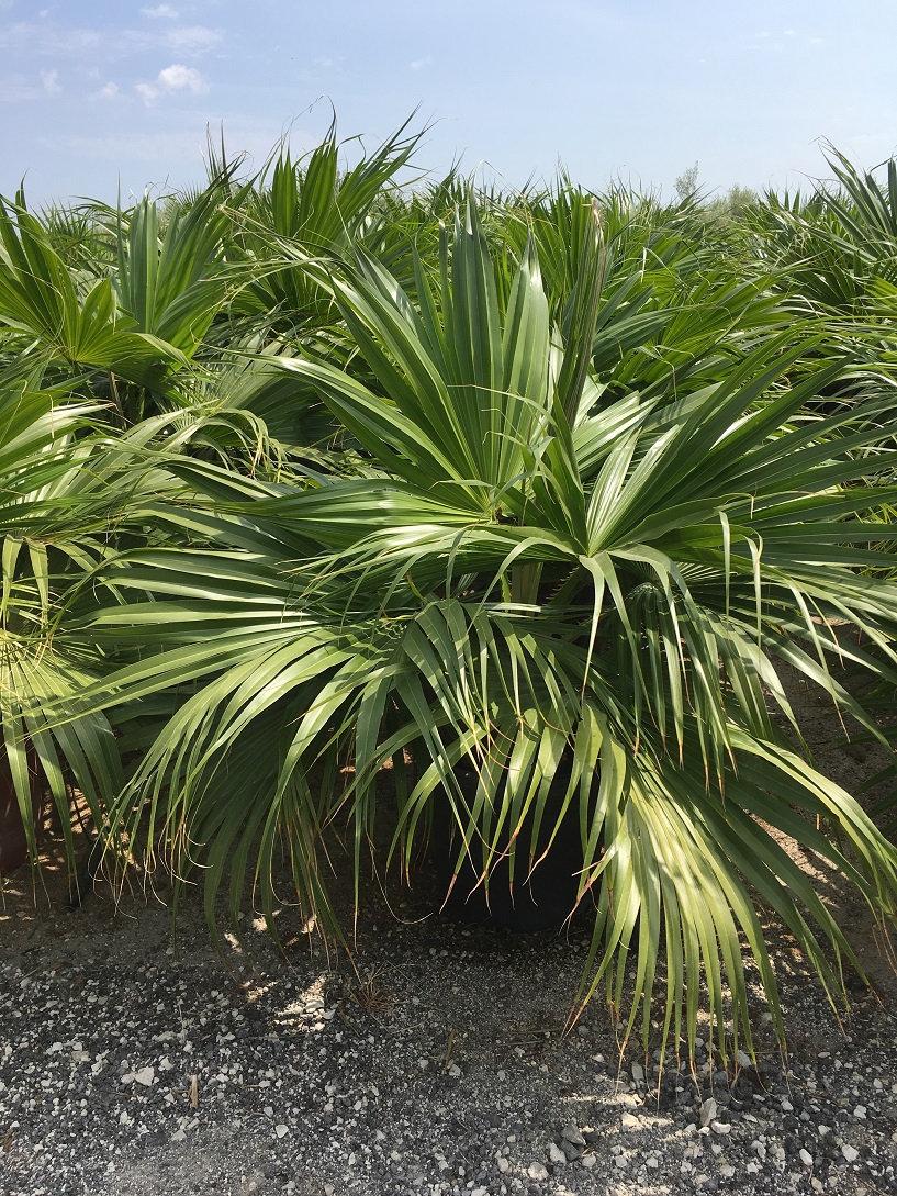 Palm Livistona Chinensis - View 6 from www redcrocus com