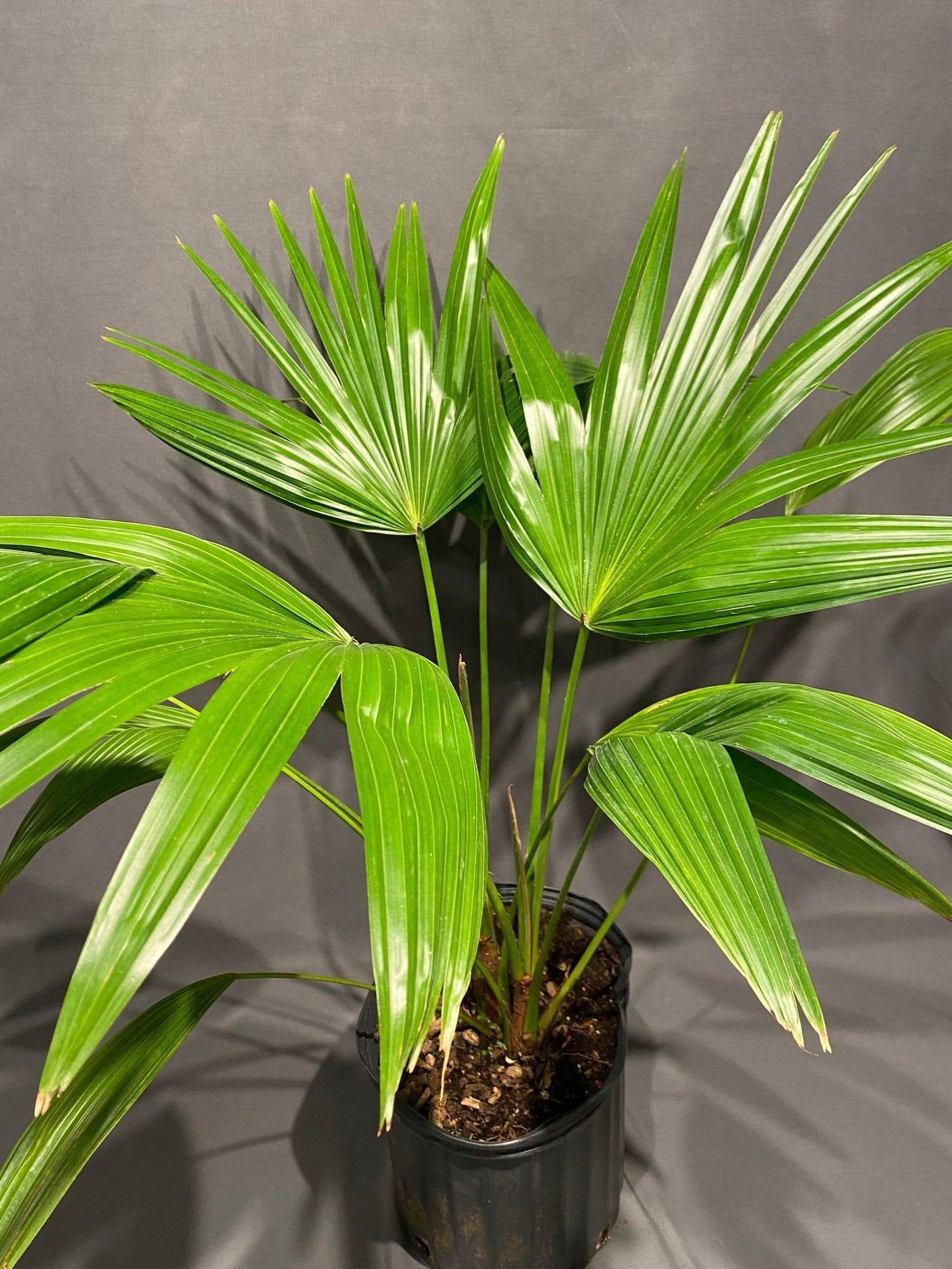 Palm Livistona Chinensis - View 7 from www redcrocus com