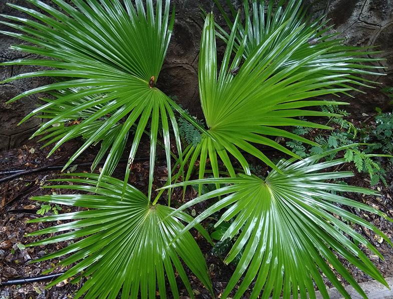 Palm Livistona Chinensis - View 8 from www redcrocus com