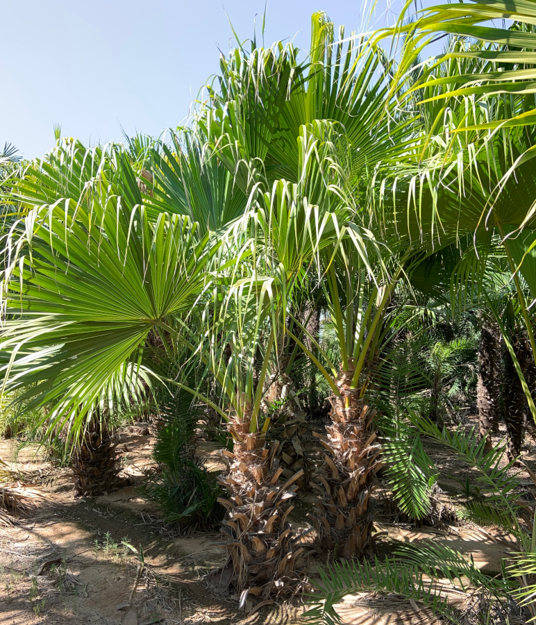 Palm Livistona Chinensis - View 9 from www redcrocus com