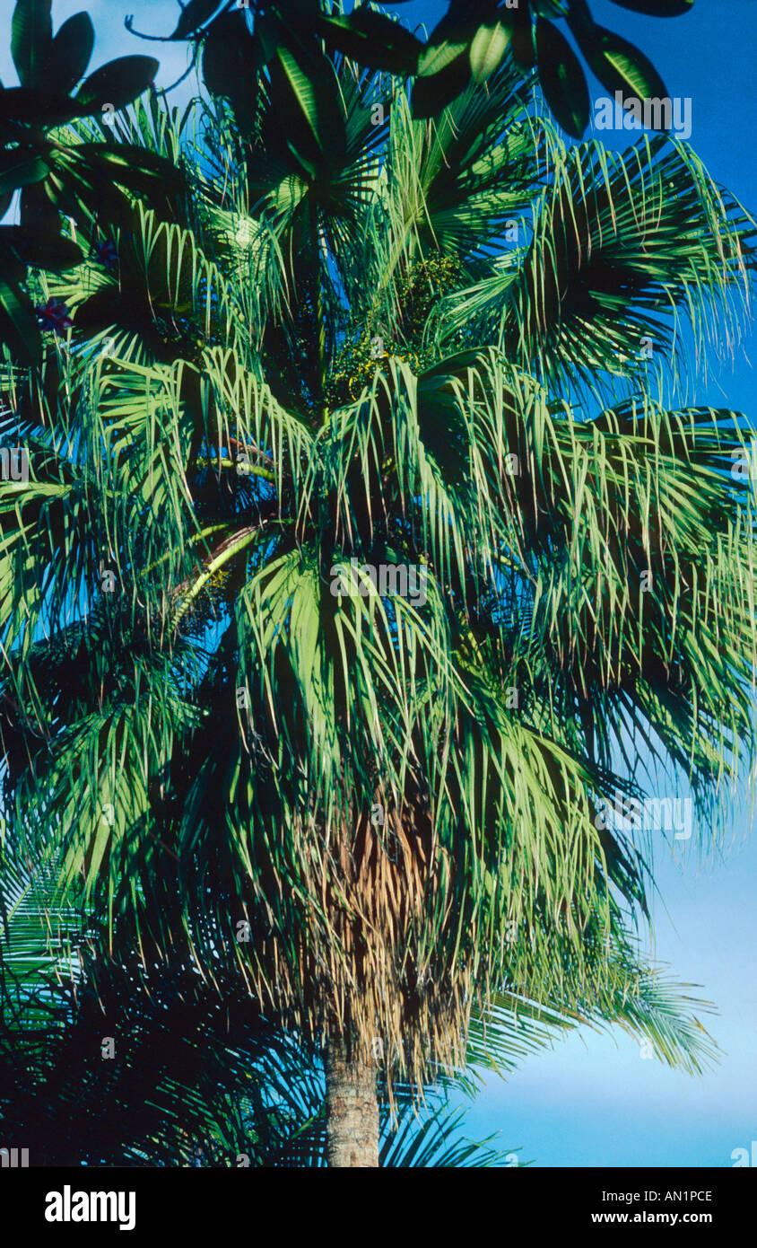 Palm Livistona Chinensis - View 9 from www redcrocus com