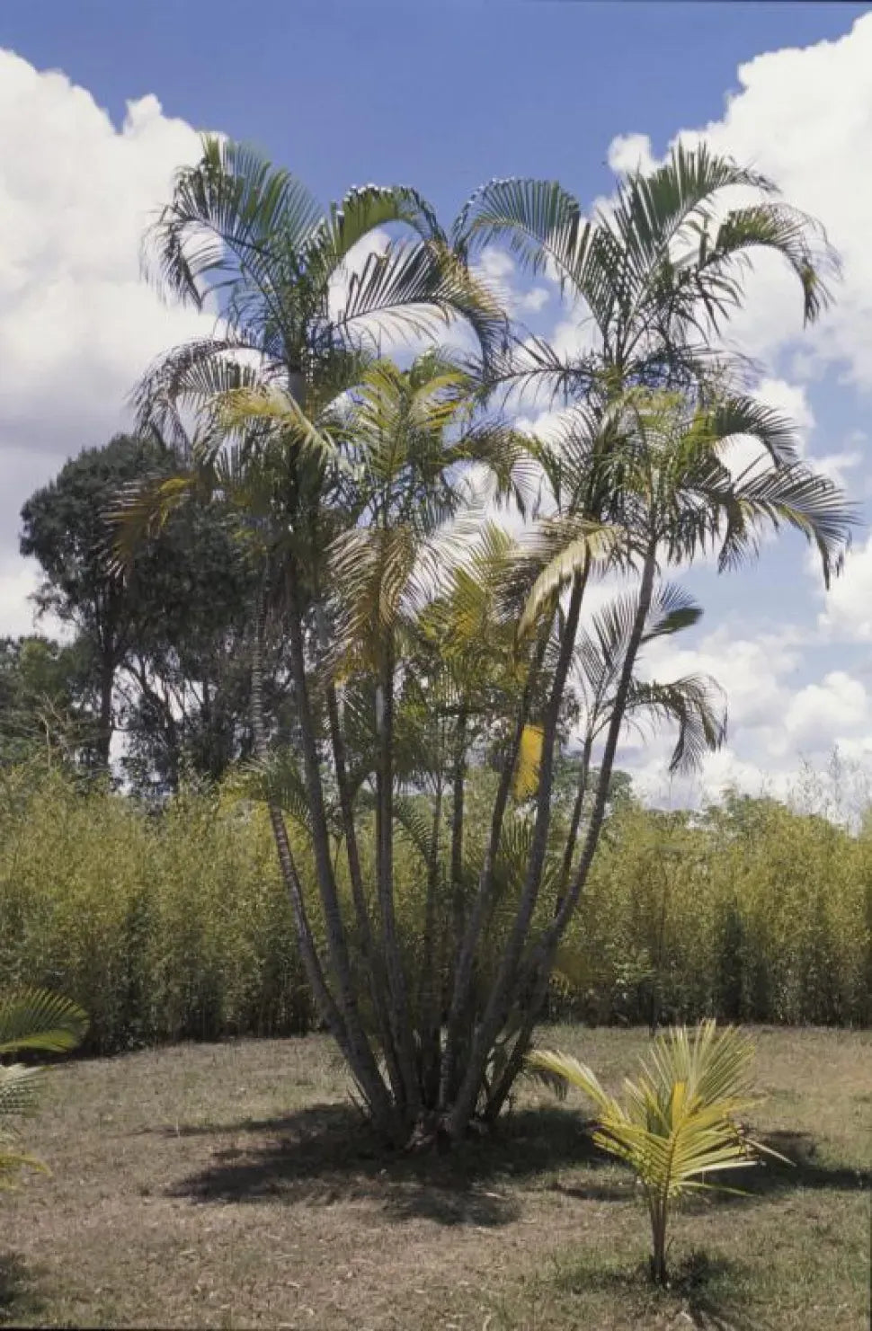 Palm Dypsis Lutescens 10 88c35db0 6f4e 45b5 Bbdc Aabdcabcb605 from www redcrocus com