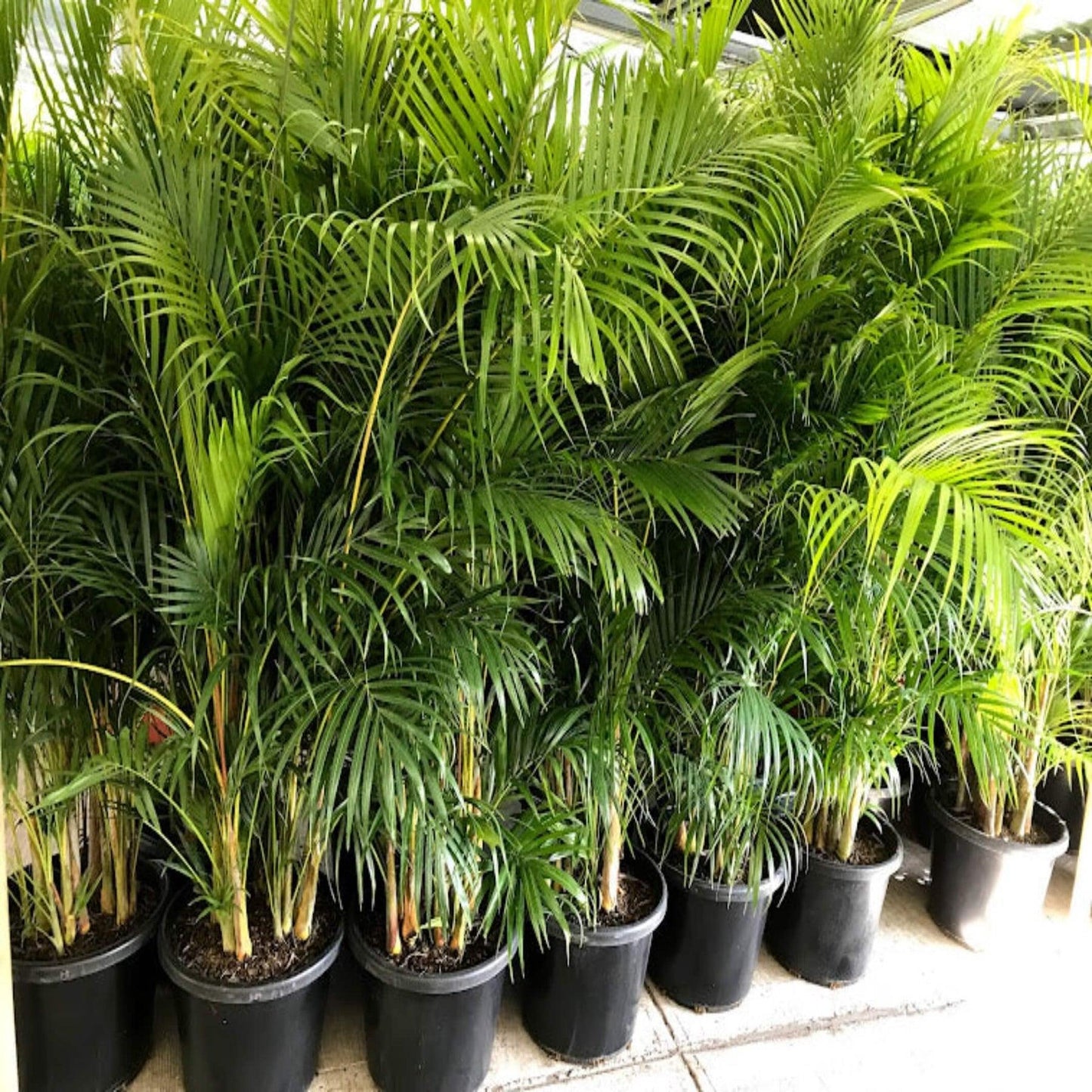 Palm Dypsis Lutescens 12 119dd02b 9007 4224 8845 B7c63e4d03a4 from www redcrocus com
