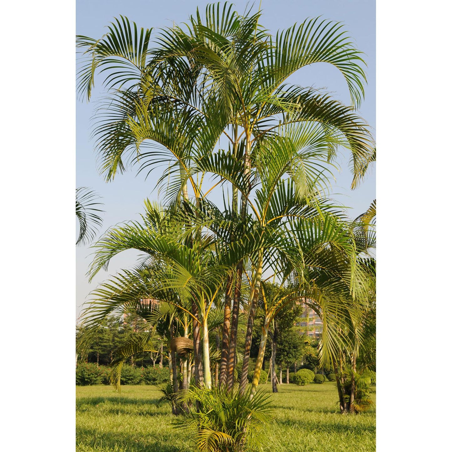 Palm Dypsis Lutescens 13 D642d499 Fda1 4151 A86a 09222bdf57e2 from www redcrocus com