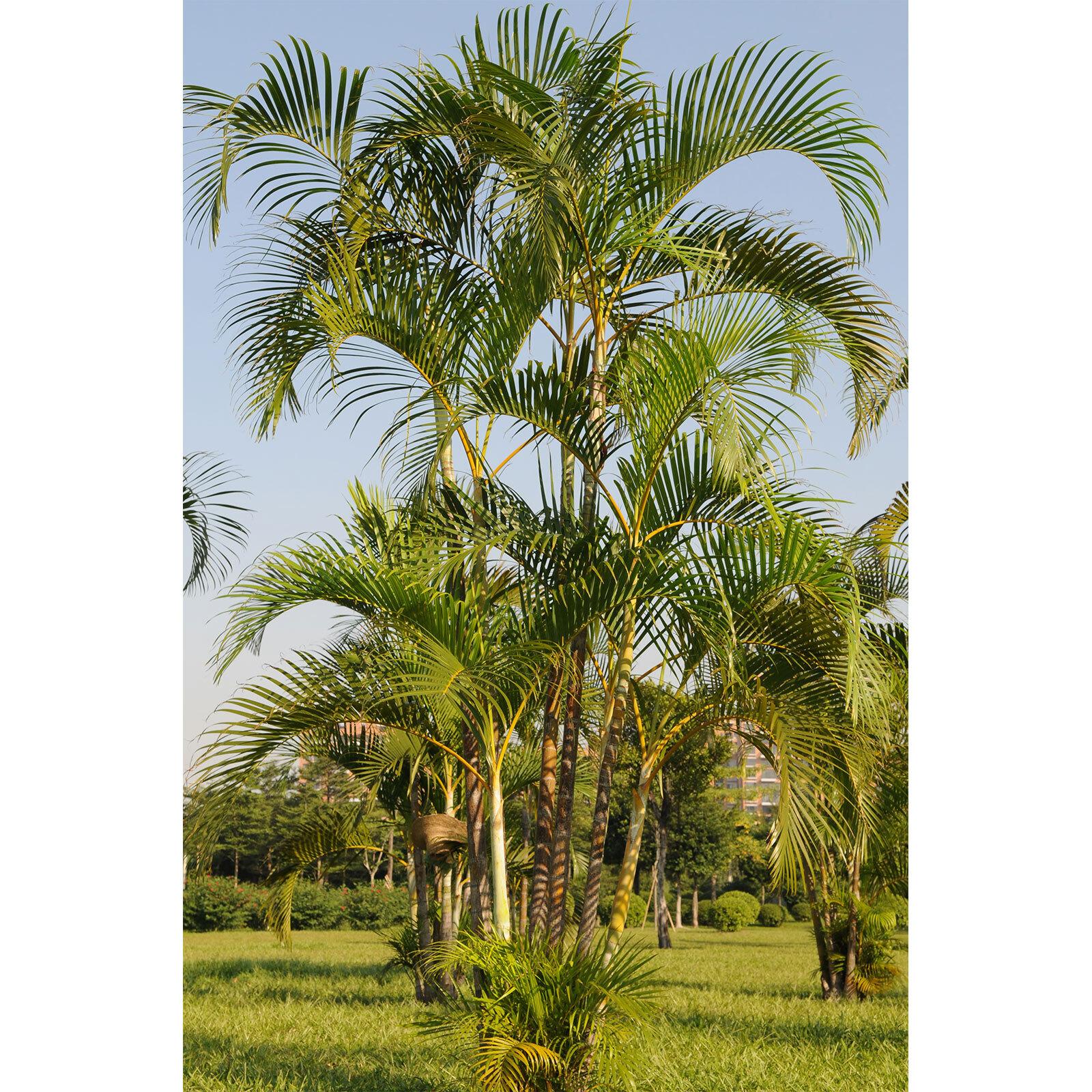 Palm Dypsis Lutescens 13 D642d499 Fda1 4151 A86a 09222bdf57e2 from www redcrocus com