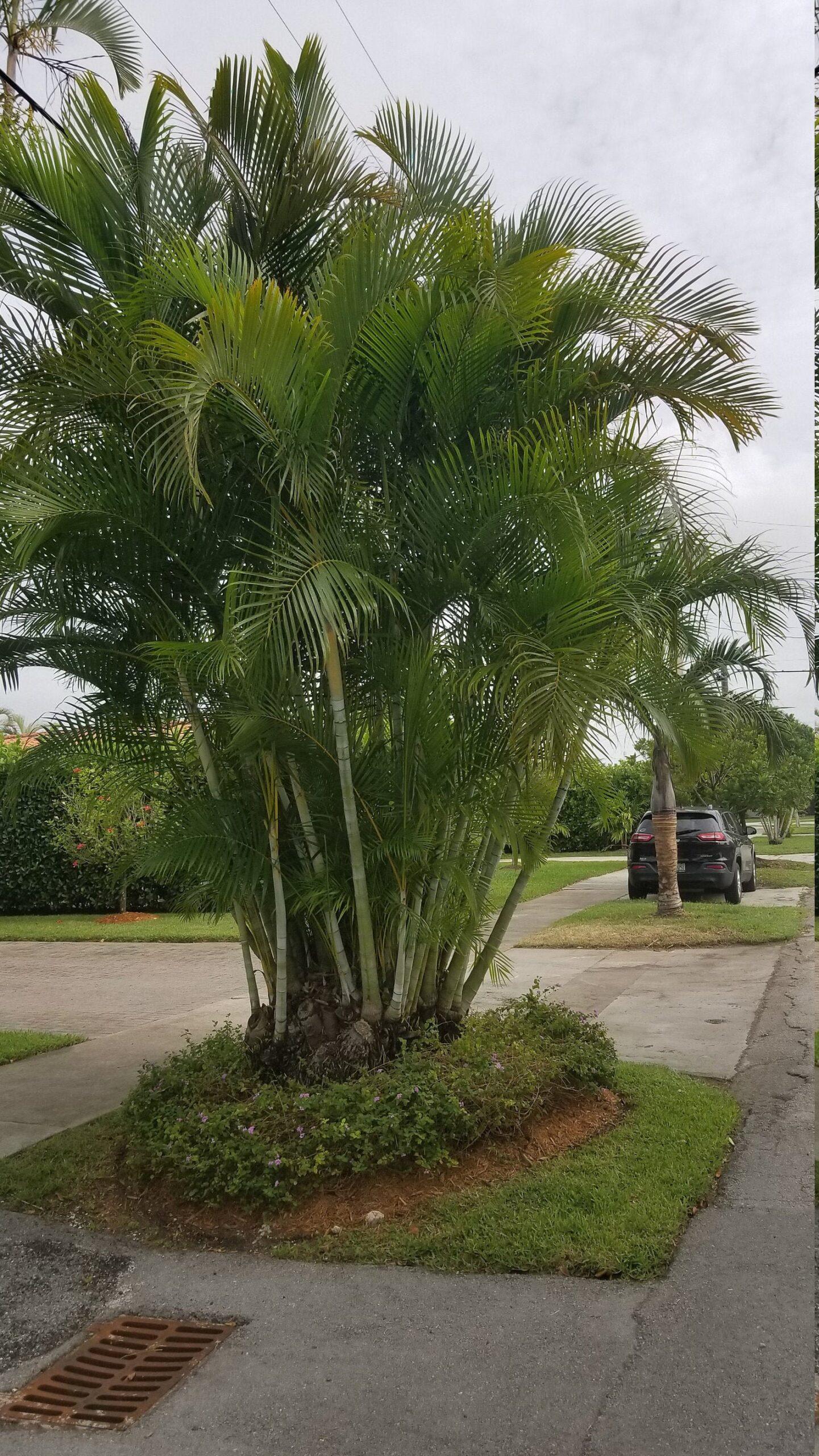 Palm Dypsis Lutescens 14 A279d40c E977 42d7 92f4 B349facee280 from www redcrocus com