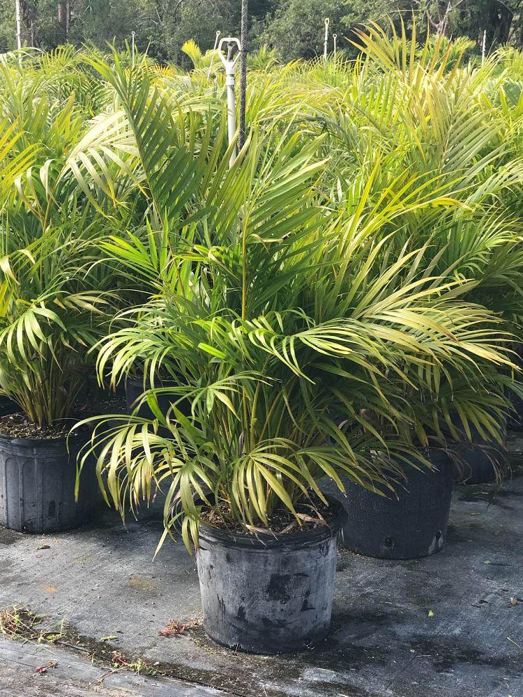 Palm Dypsis Lutescens 15 3f3c9f8c 057c 4b24 8d8e 5f27ba63b7ca from www redcrocus com