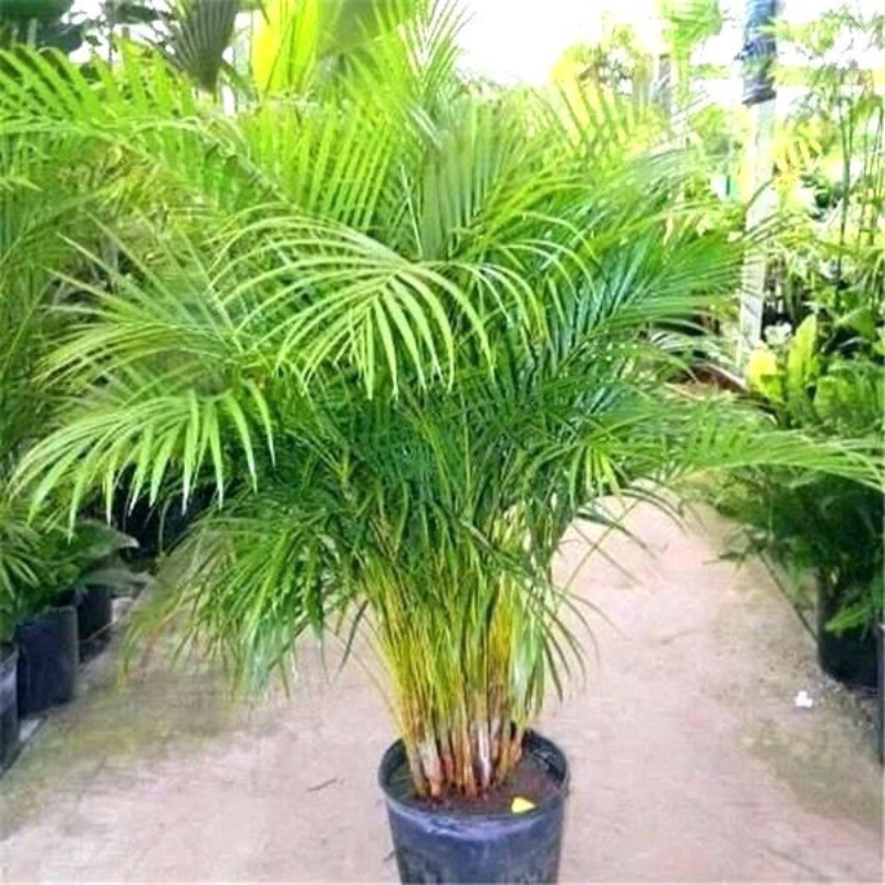 Palm Dypsis Lutescens 16 943dfc12 F430 47a0 810a E71309d4ed4a from www redcrocus com