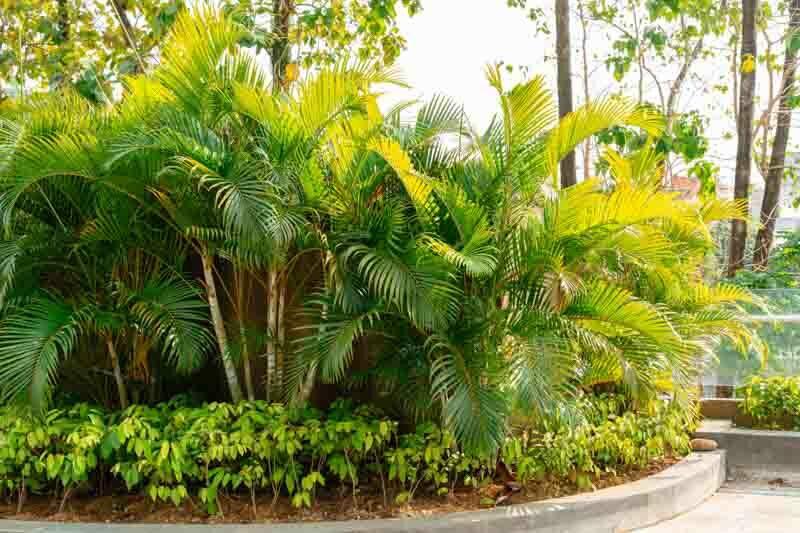 Palm Dypsis Lutescens 17 C7363977 2509 43ff 8438 910e04c41453 from www redcrocus com