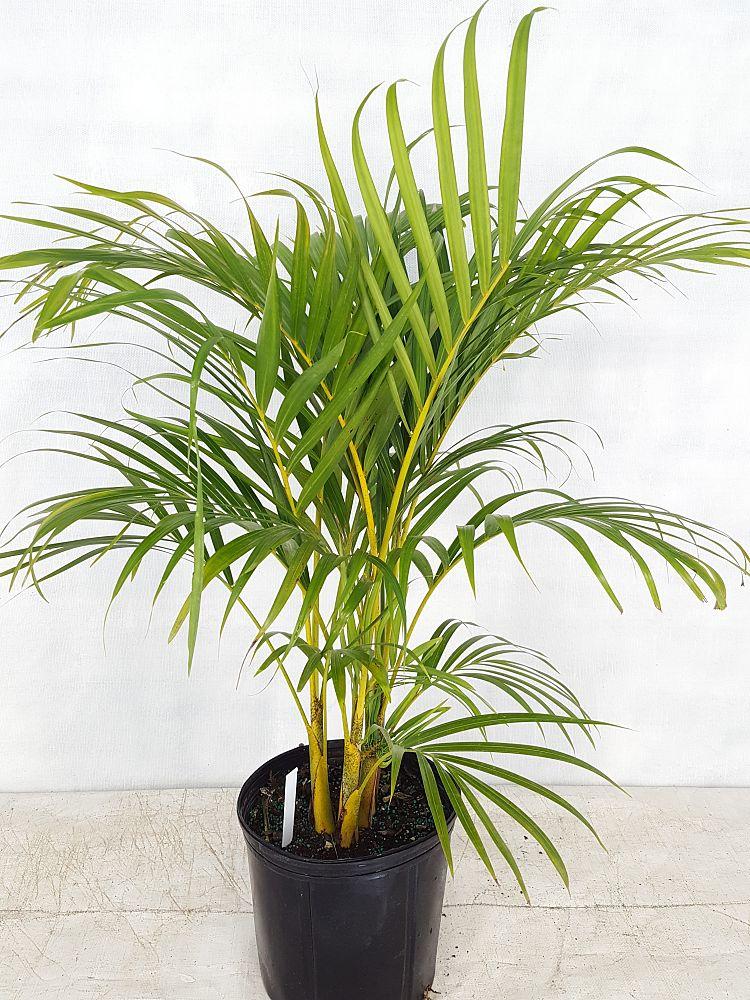 Palm Dypsis Lutescens 19 05991bf6 19dc 4b61 95cb 01105d88aad7 from www redcrocus com
