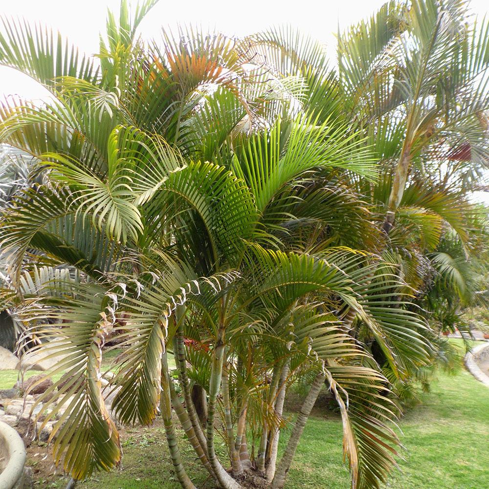 Palm Dypsis Lutescens 3 5bd40a7b 6a7b 4235 89e7 D863cacfbe5c from www redcrocus com