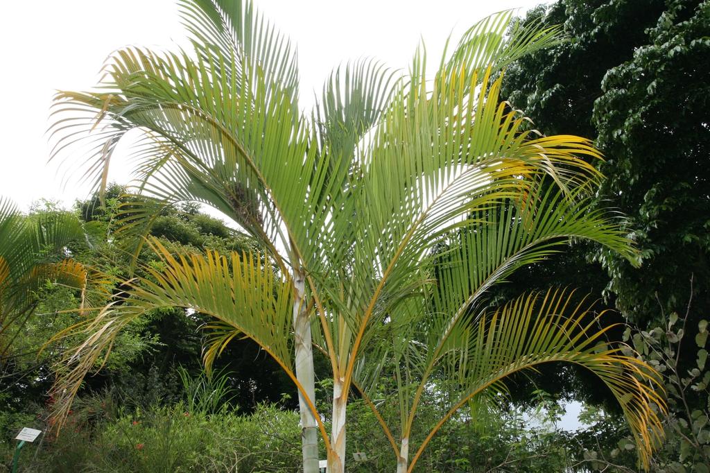 Palm Dypsis Lutescens 4 35199512 F614 46d8 9e4f 2b35a7feeeac from www redcrocus com