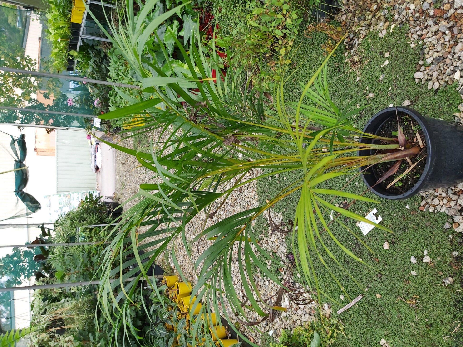 Palm Dypsis Lutescens 5 Ff6651bd 669e 4040 A746 424208a13924 from www redcrocus com