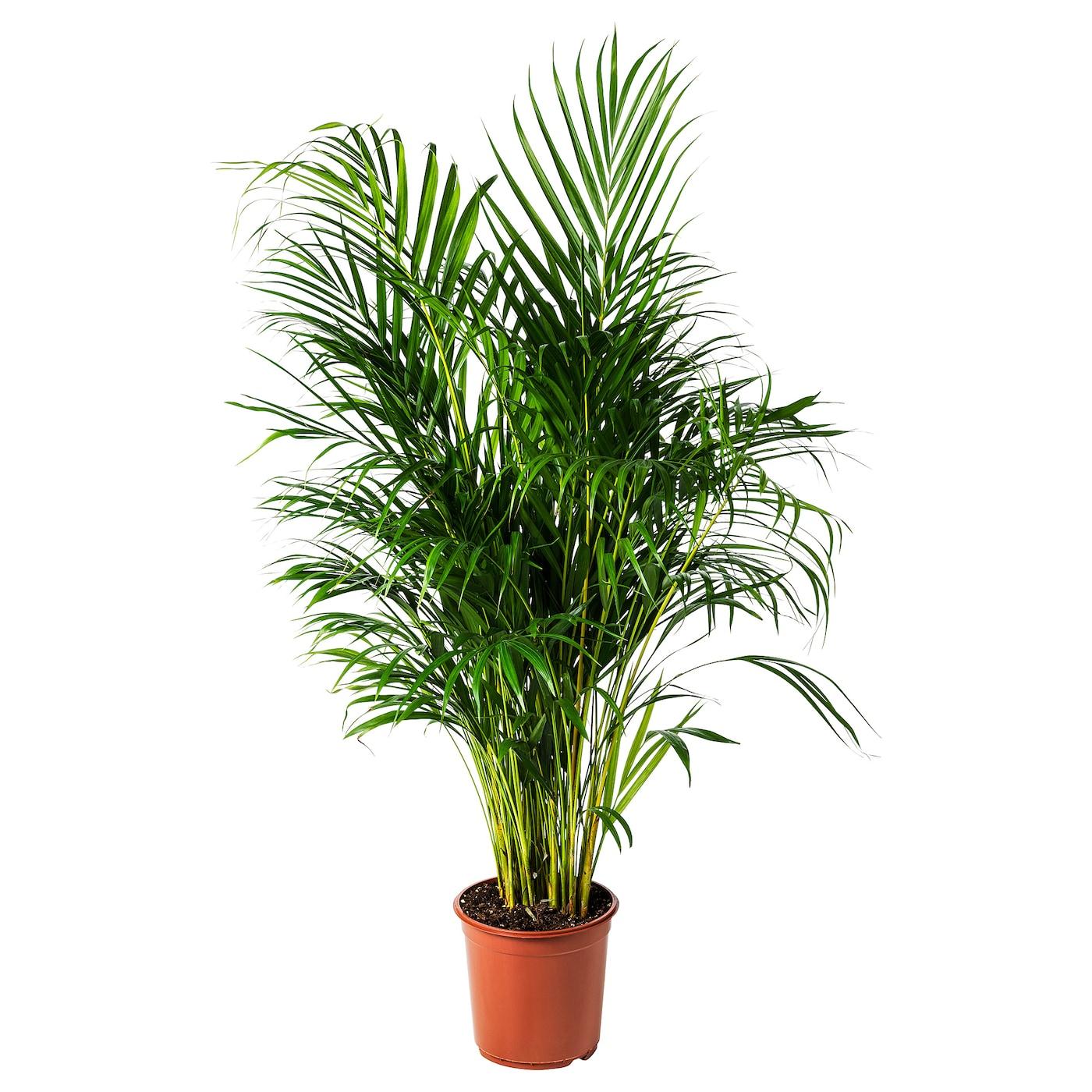 Palm Dypsis Lutescens 6 79b6781f C025 4d14 9598 00991dd9318b from www redcrocus com