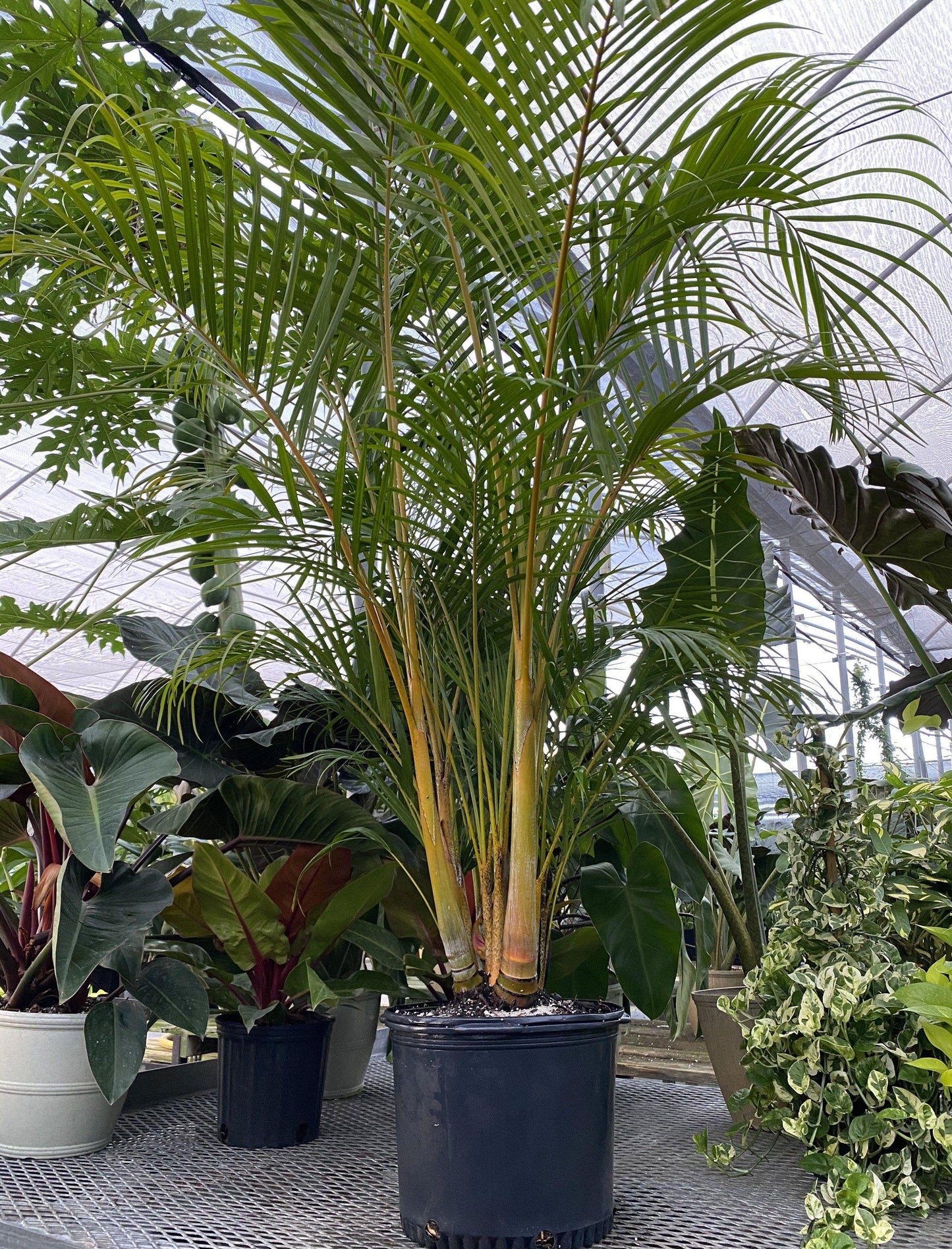 Palm Dypsis Lutescens 7 79de1ebe 4f0b 4403 B82b A5e35f5c177e from www redcrocus com
