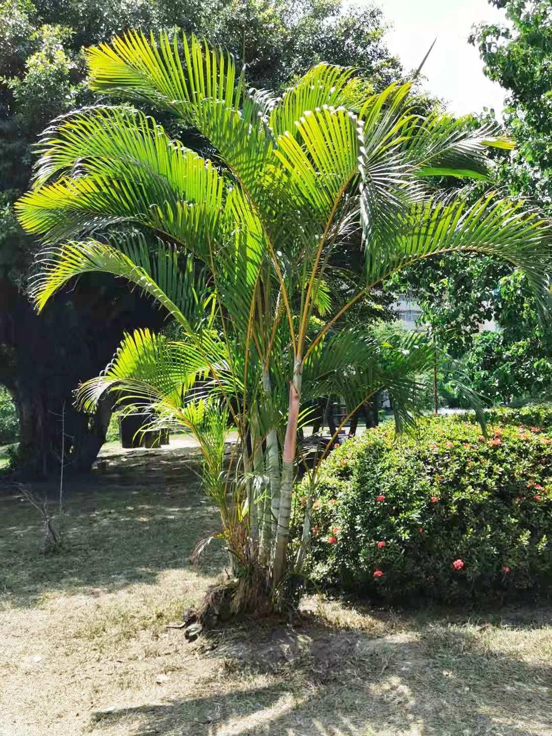 Palm Dypsis Lutescens 8 D3af5648 8a53 4418 B145 728b0394cd56 from www redcrocus com