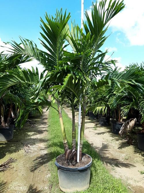 Palm Adonidia Merrillii Triple Stem - View 1 from www redcrocus com