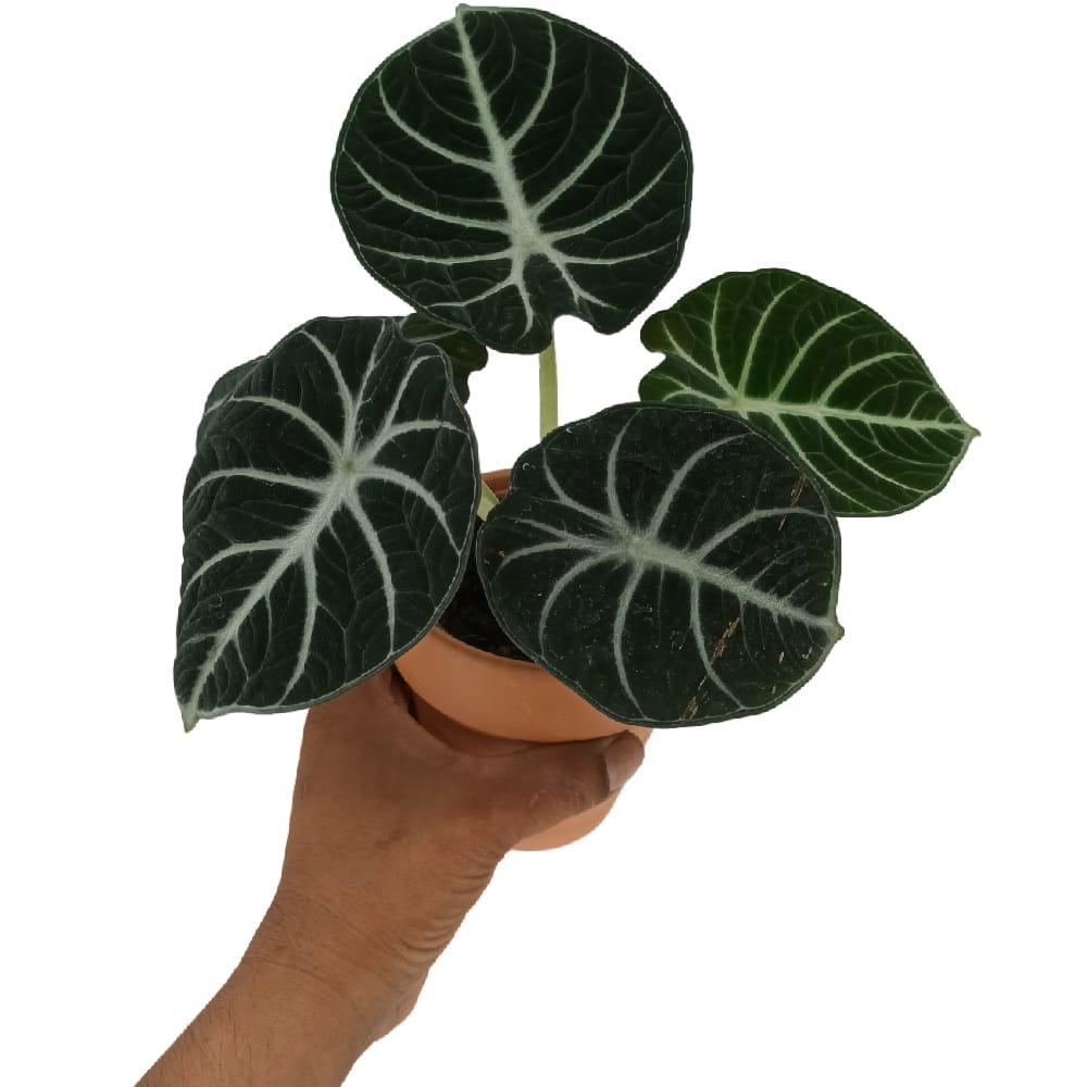 Alocasia Assorted - View 11 from www redcrocus com