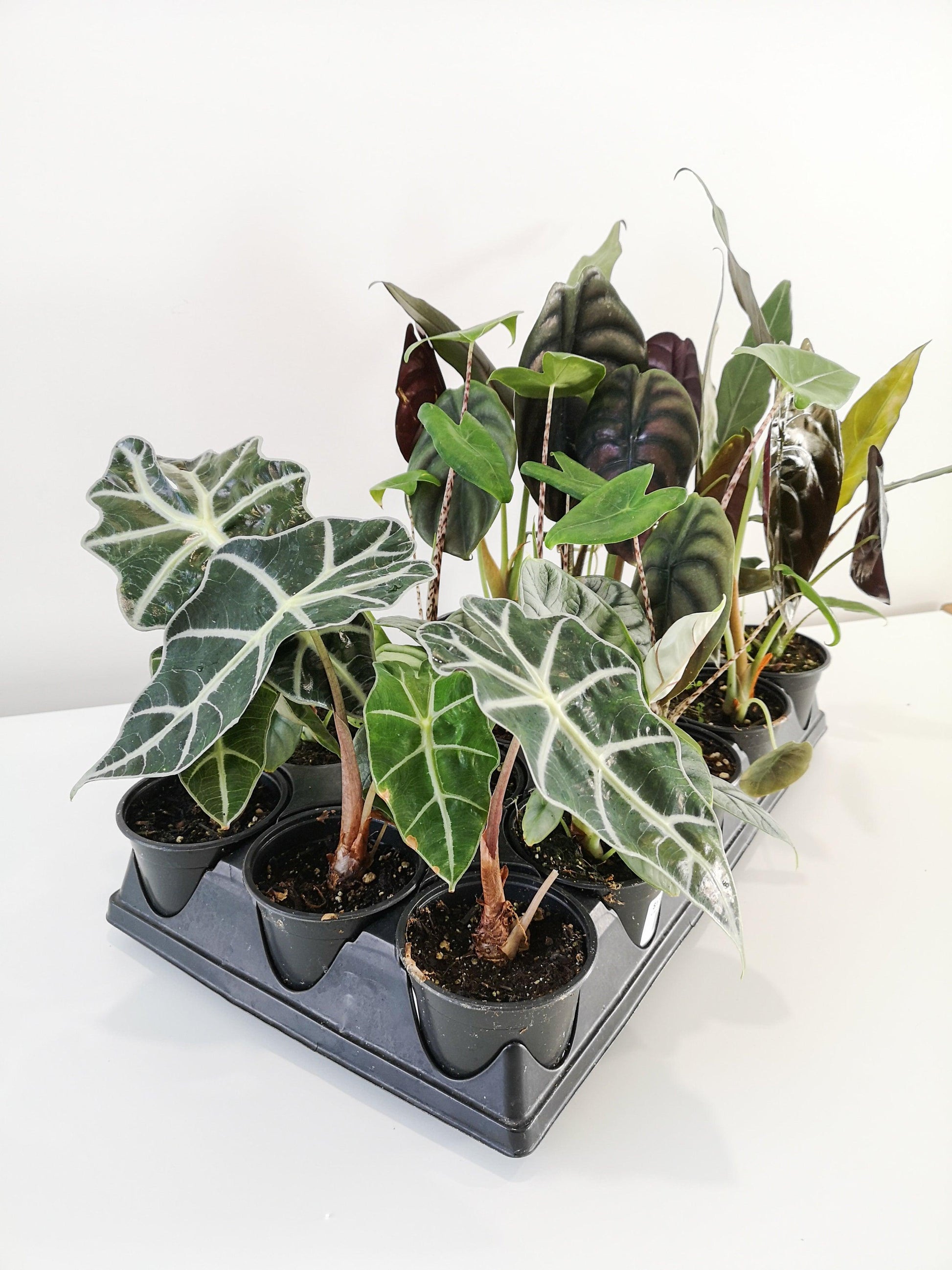 Alocasia Assorted - View 14 from www redcrocus com