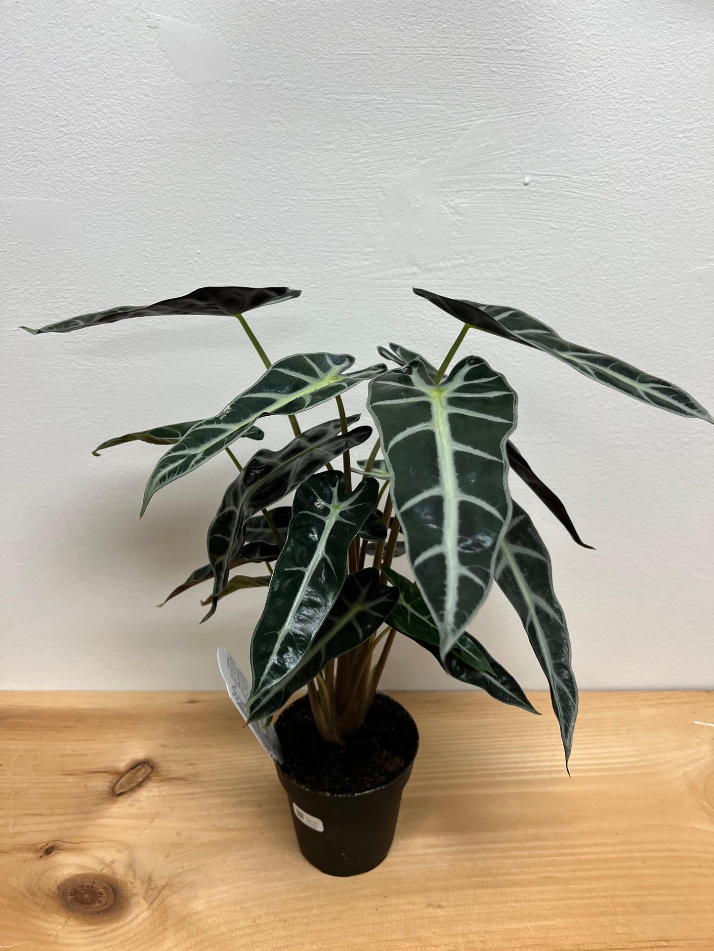 Alocasia Assorted - View 16 from www redcrocus com