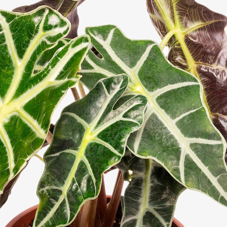 Alocasia Assorted - View 1 from www redcrocus com