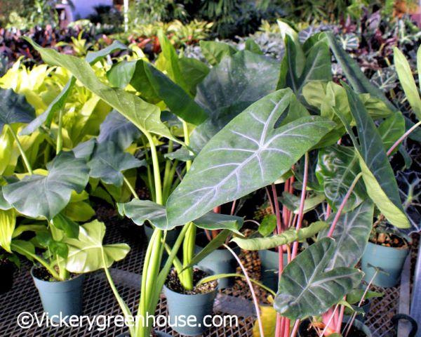 Alocasia Assorted - View 2 from www redcrocus com