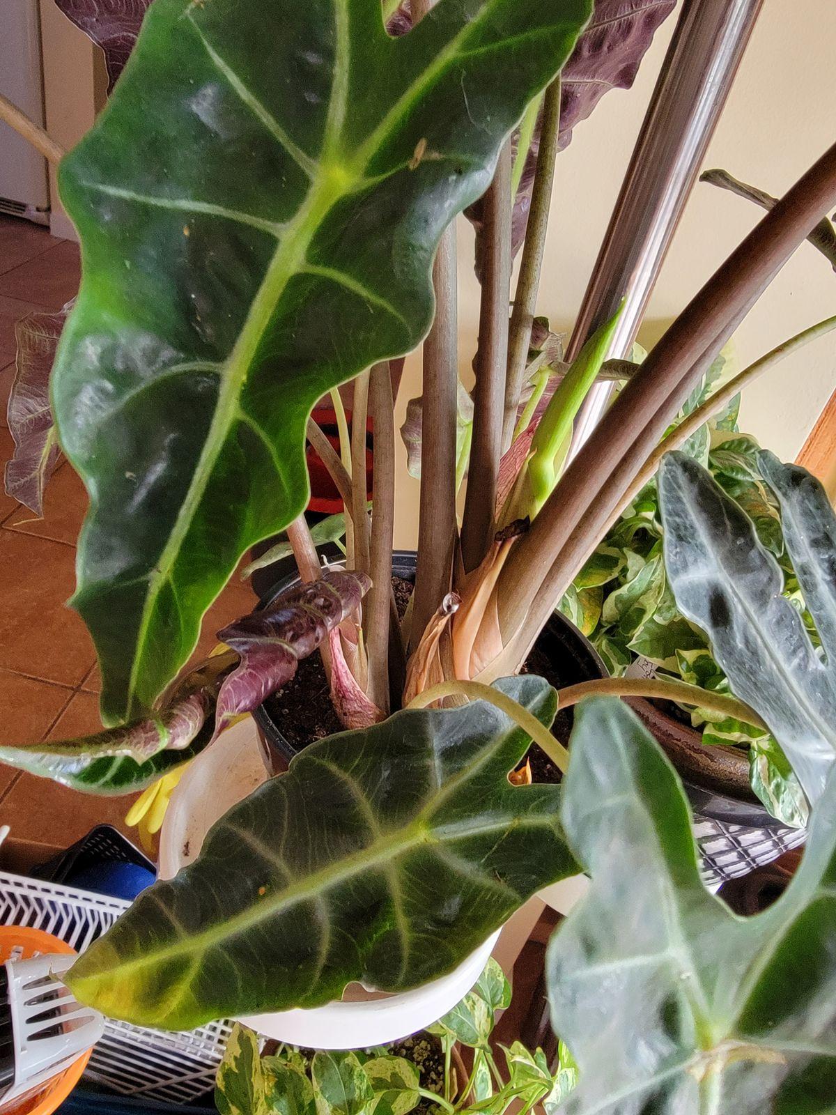 Alocasia Assorted - View 5 from www redcrocus com