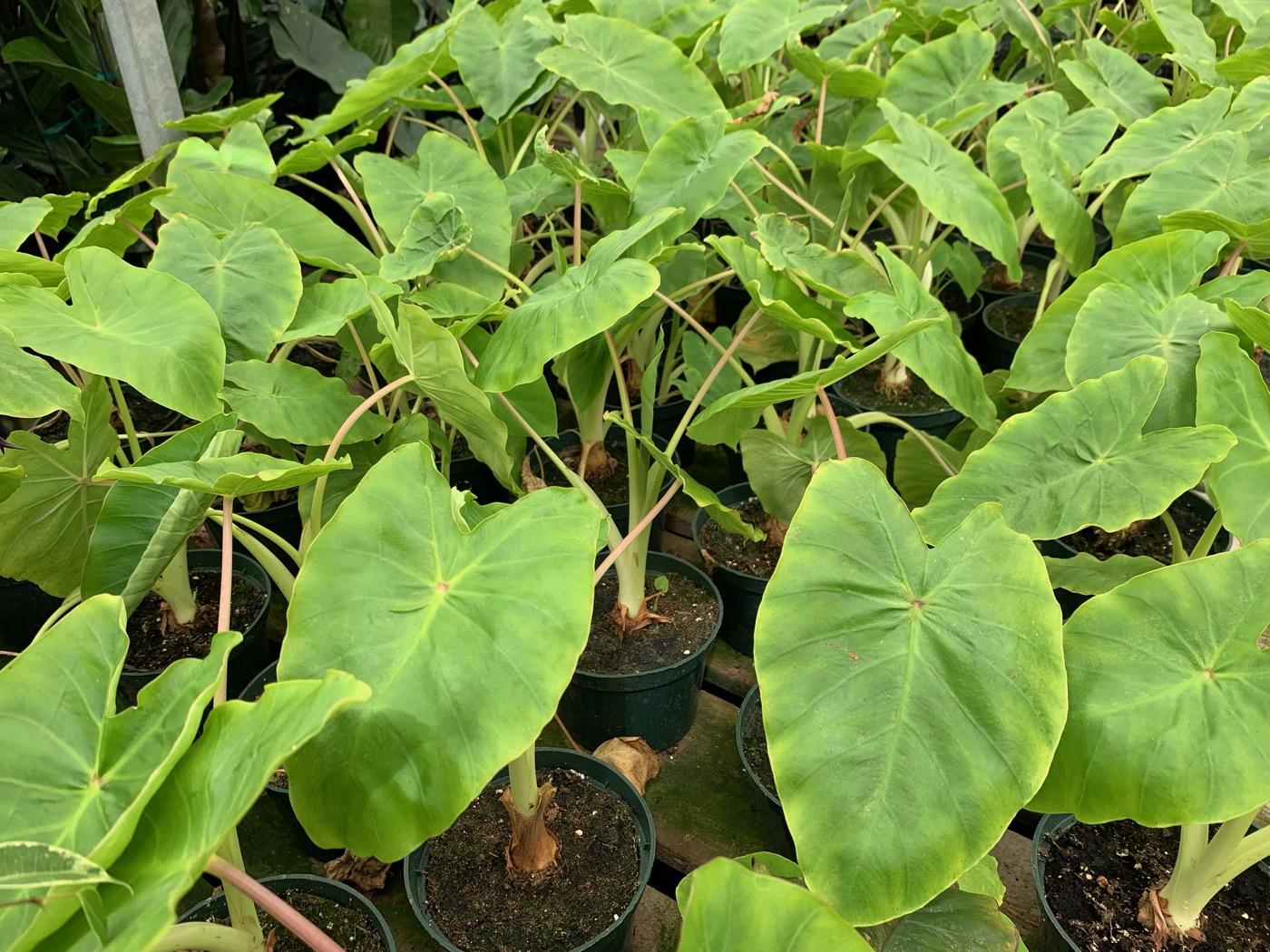 Alocasia Assorted - View 8 from www redcrocus com