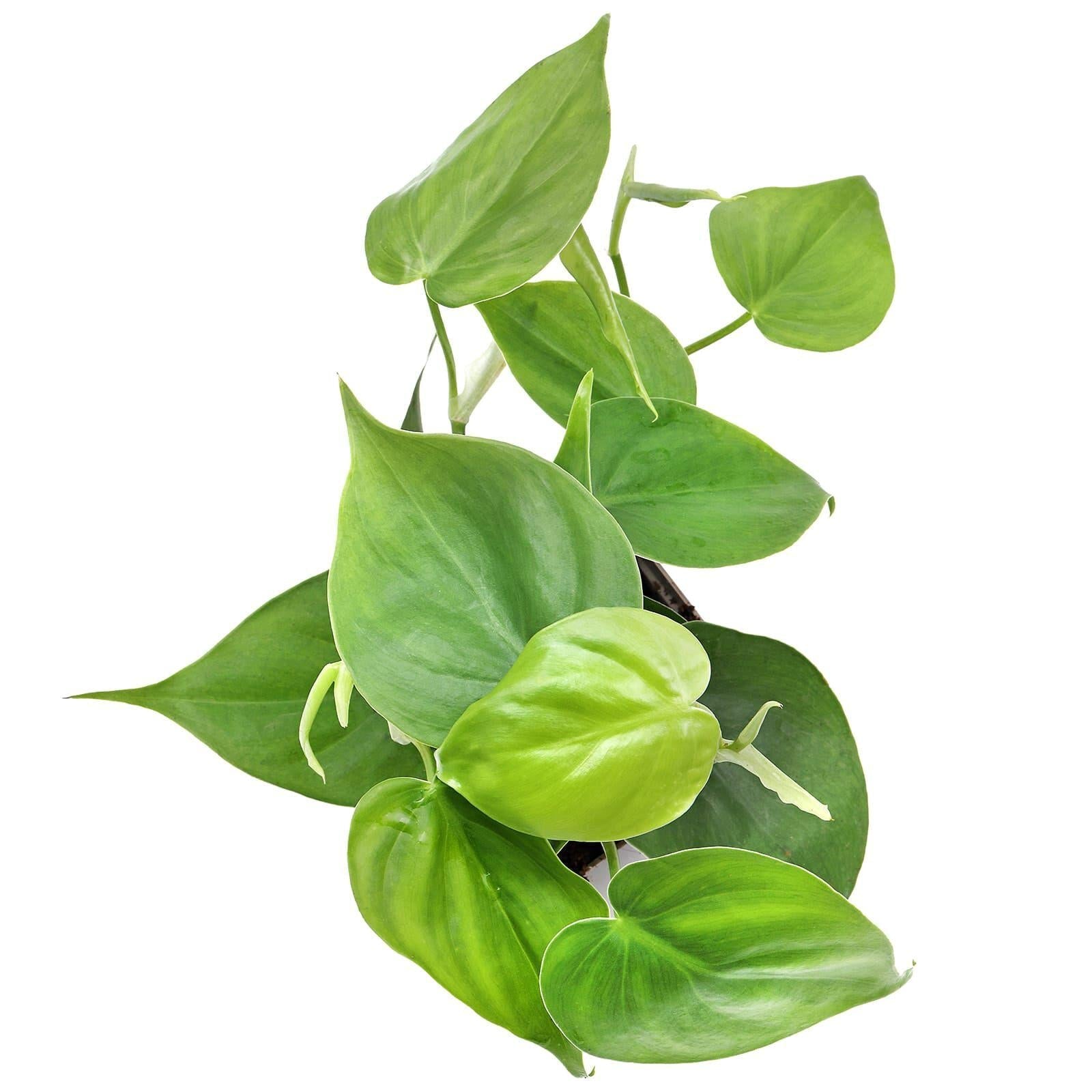 Philodendron Hederaceum 12 D13409ea D2d9 406a 9984 3c687fc647ea from www.redcrocus.com