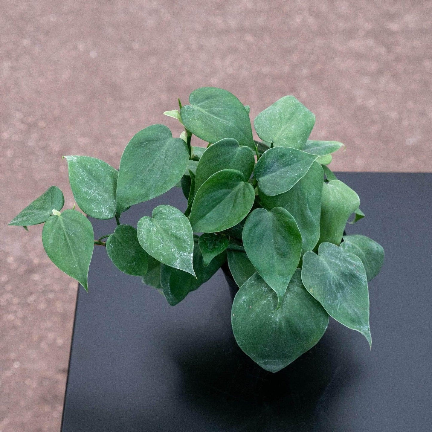 Philodendron Hederaceum - View 14 from www redcrocus com