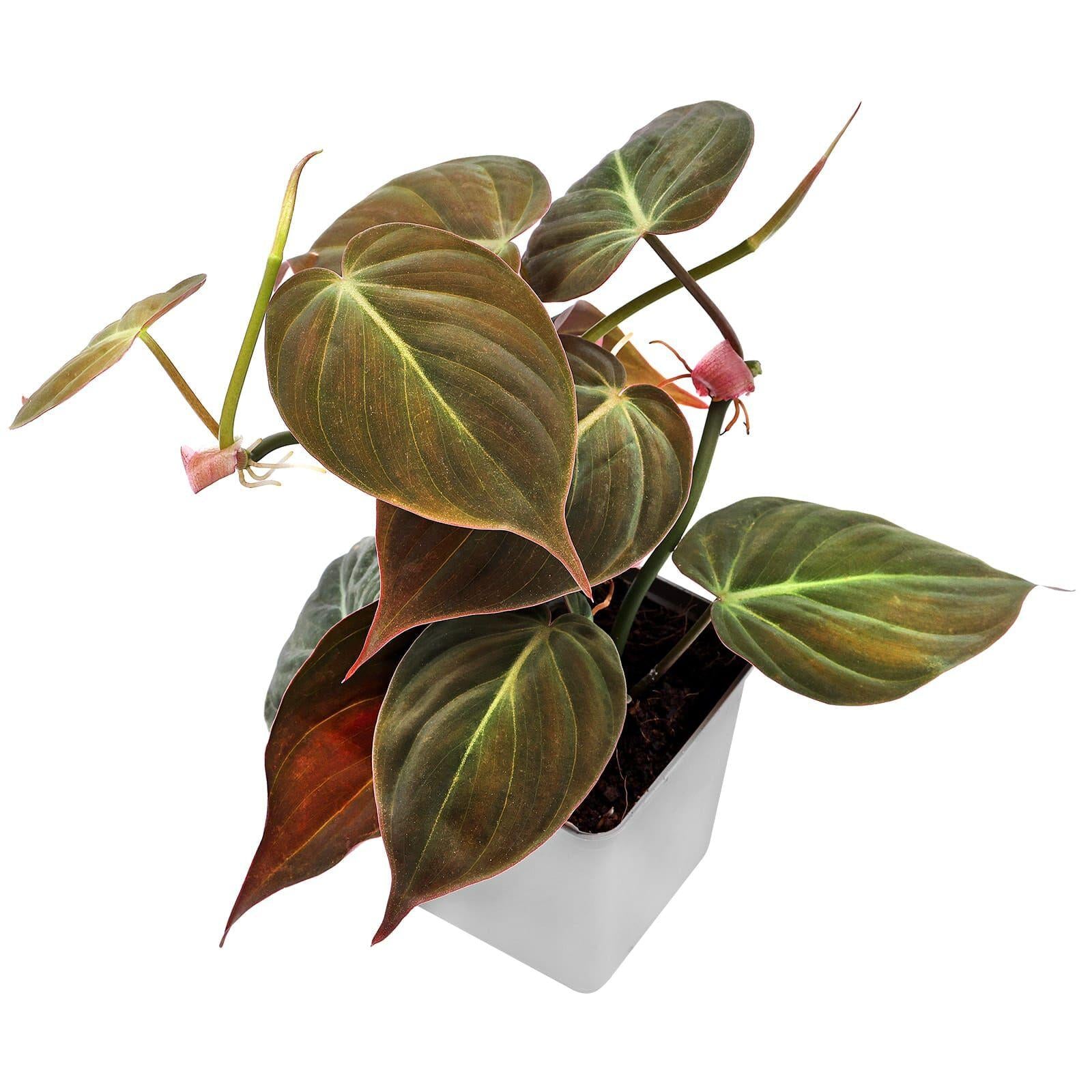 Philodendron Hederaceum 1 Cd015a10 F204 4d8b 8555 31b959ff207d from www.redcrocus.com