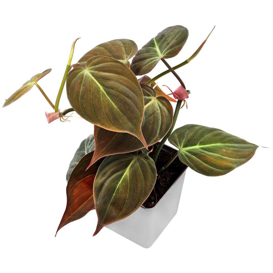 Philodendron Hederaceum - View 1 from www redcrocus com
