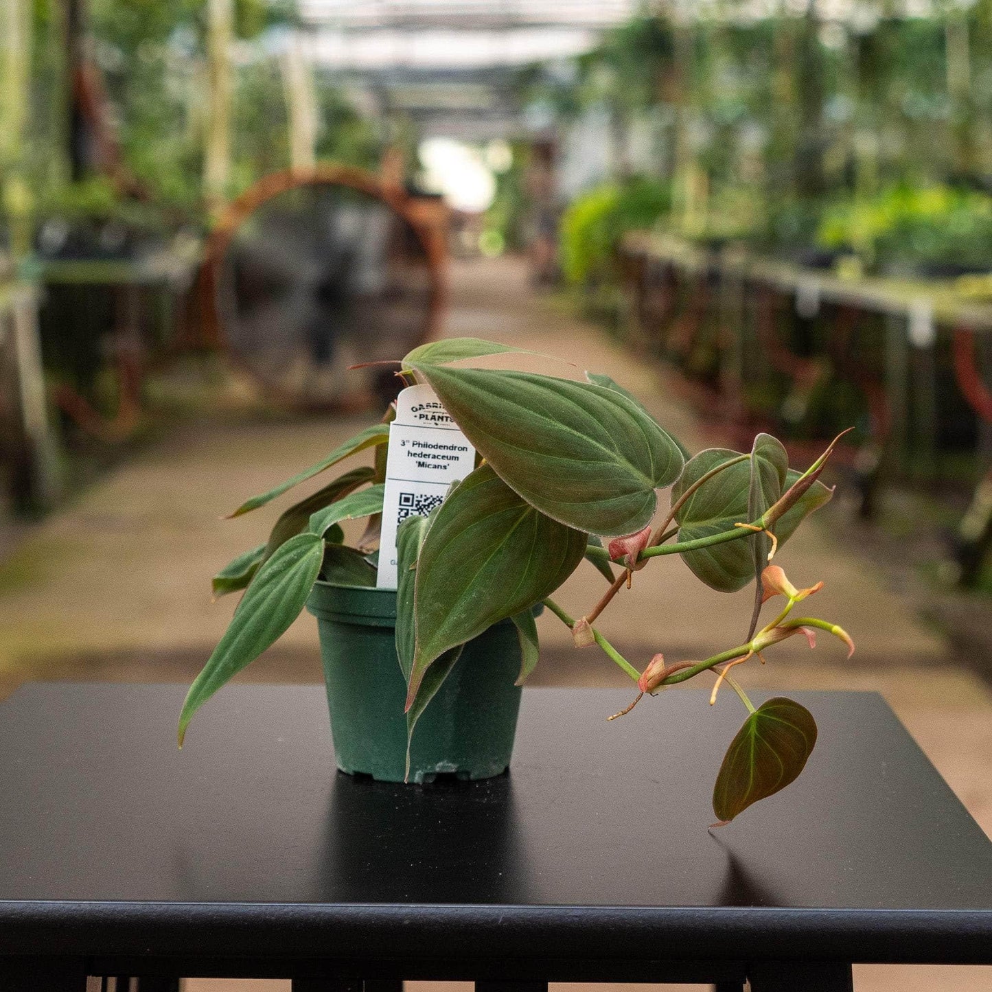 Philodendron Hederaceum - View 9 from www redcrocus com