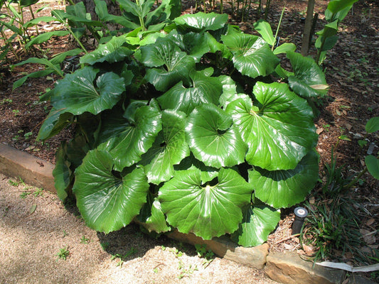 Farfugium Japonicum Gigantea - View 10 from www redcrocus com