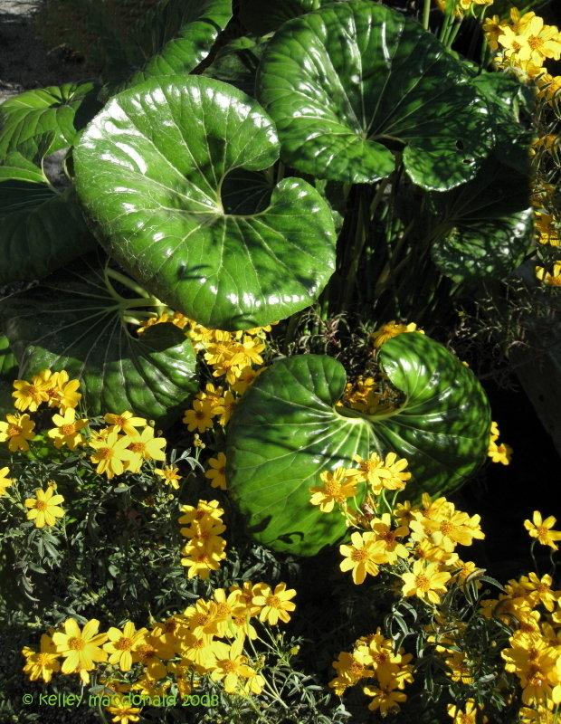 Farfugium Japonicum Gigantea - View 15 from www redcrocus com