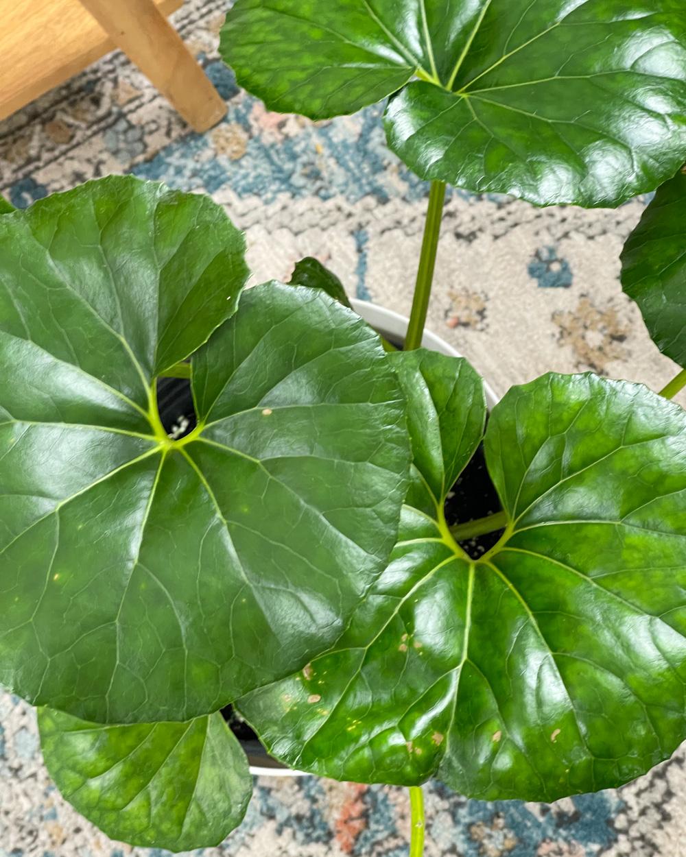 Farfugium Japonicum Gigantea - View 16 from www redcrocus com