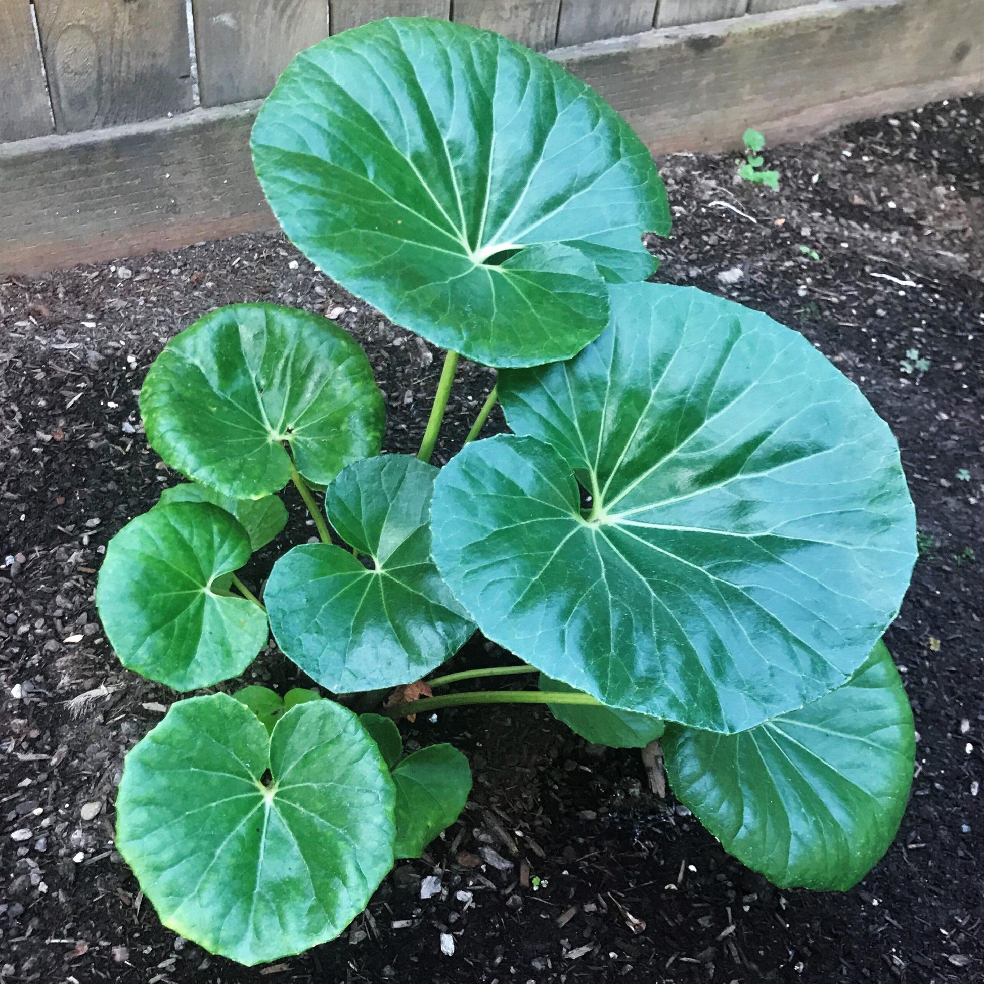 Farfugium Japonicum Gigantea - View 1 from www redcrocus com
