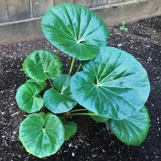 Farfugium Japonicum Gigantea - View 1 from www redcrocus com