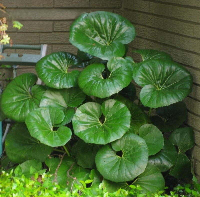 Farfugium Japonicum Gigantea - View 3 from www redcrocus com