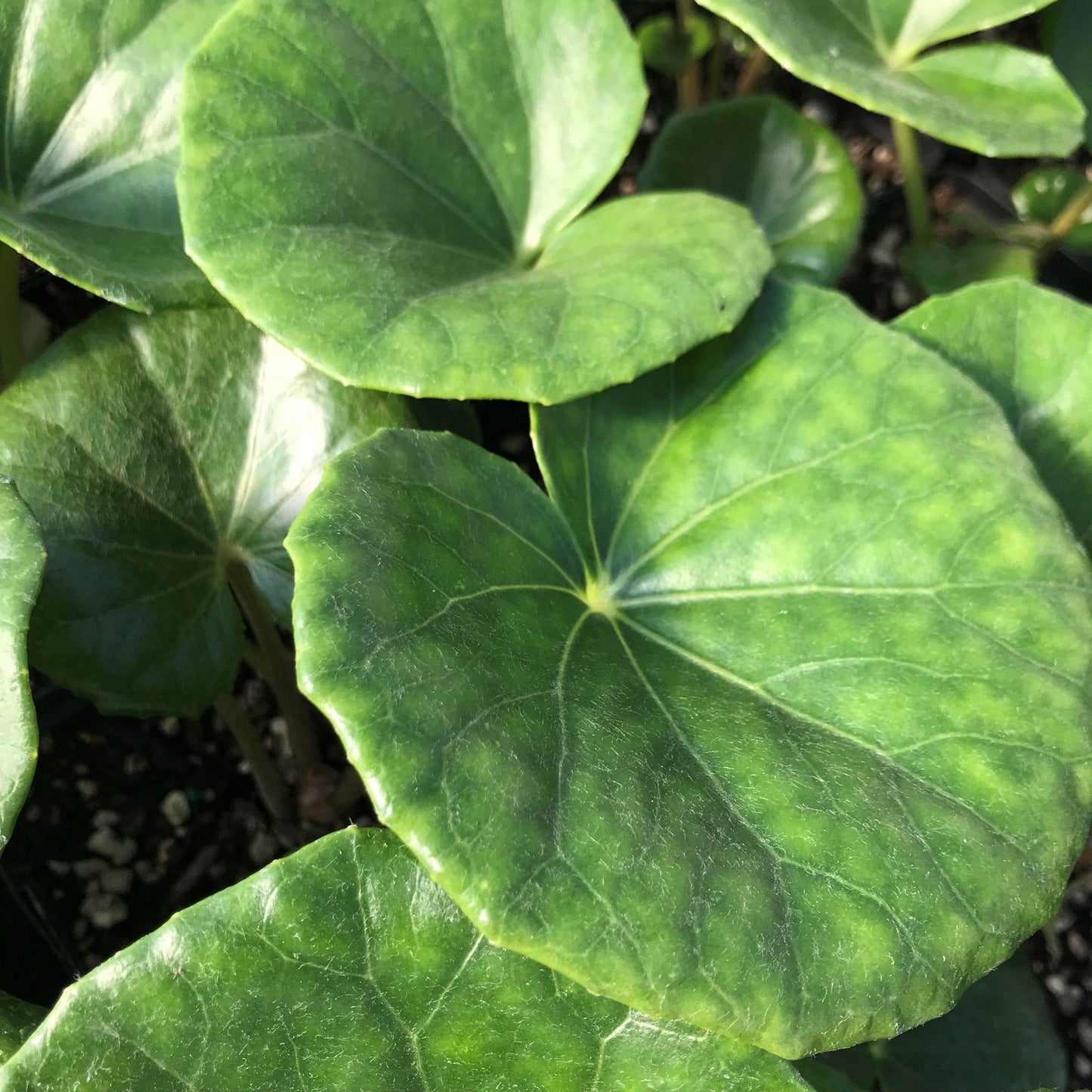 Farfugium Japonicum Gigantea - View 5 from www redcrocus com