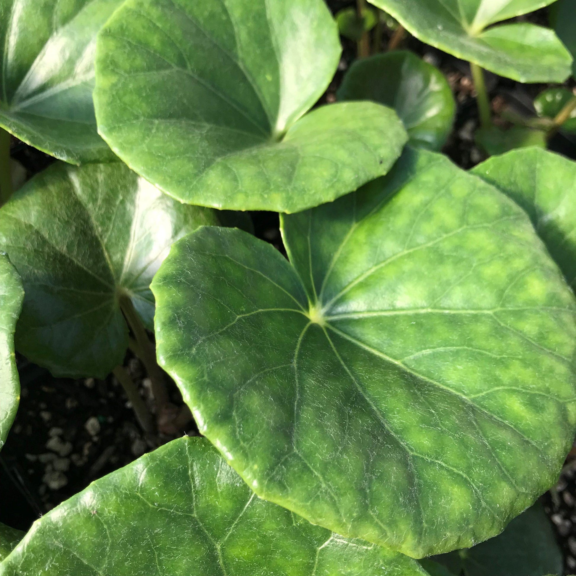 Farfugium Japonicum Gigantea - View 5 from www redcrocus com