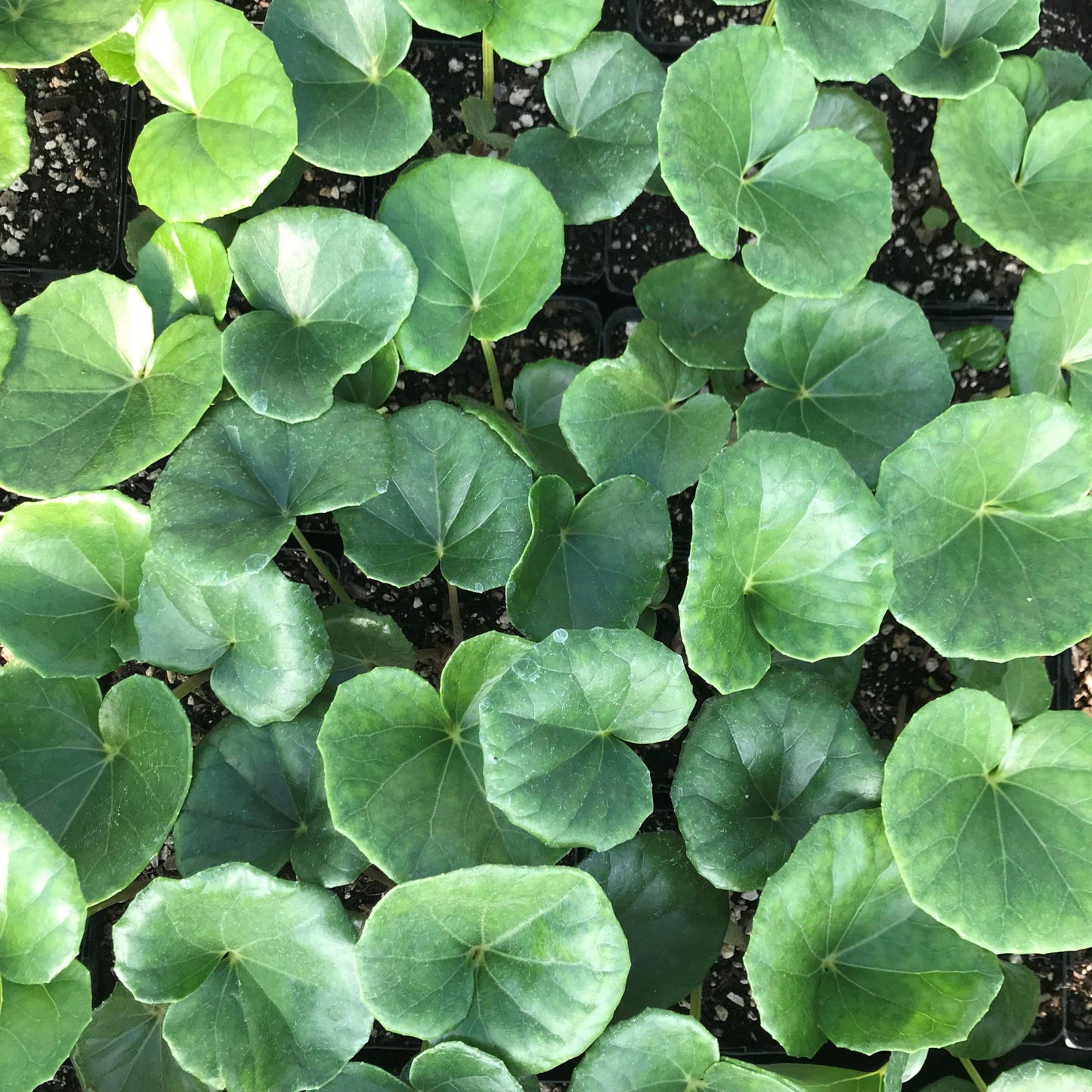 Farfugium Japonicum Gigantea - View 6 from www redcrocus com