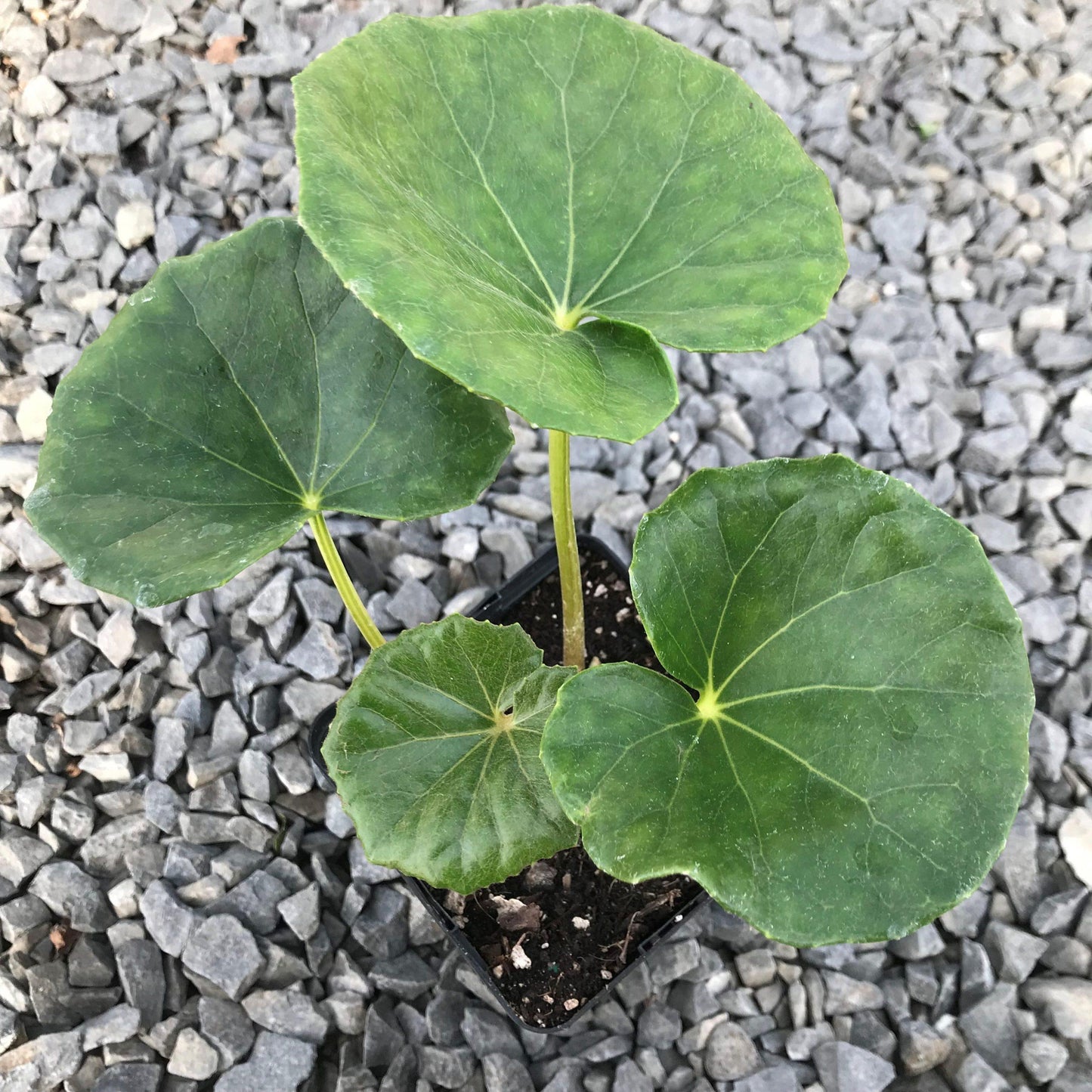 Farfugium Japonicum Gigantea - View 8 from www redcrocus com