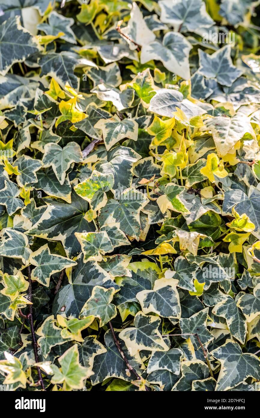 Hedera Helix Variegated Ivy - View 17 from www redcrocus com
